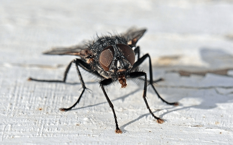 Spain Sees Increase In Black Flies Following Summer Heatwave Sanitas