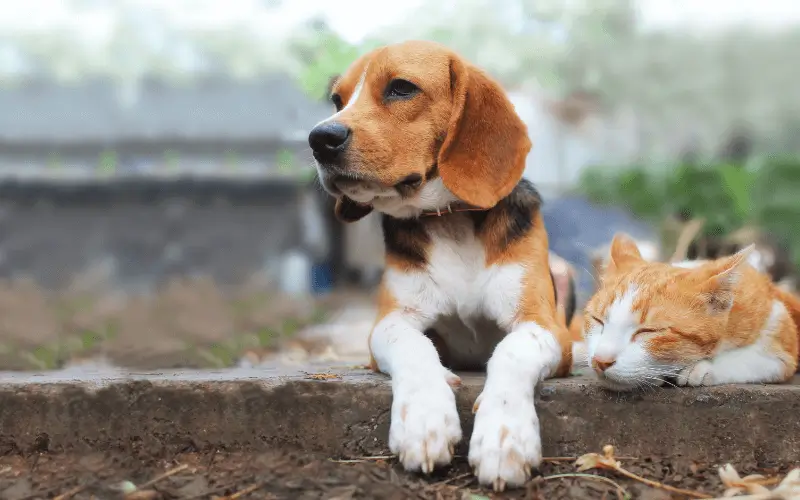 Dog and cat chilling together