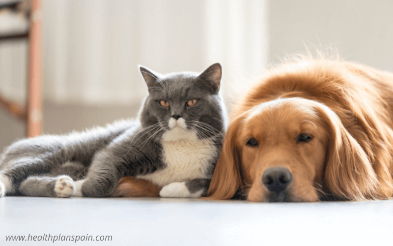 Cat and dog