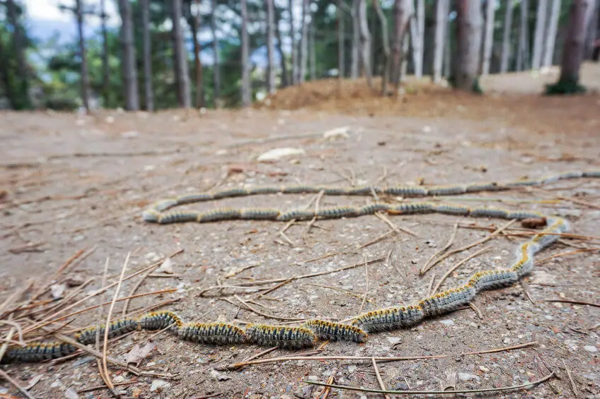 Trail of pine processionary caterpillars on the ground