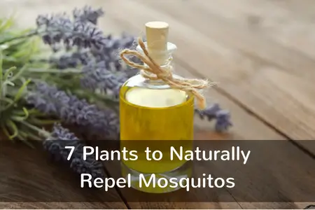 Plants to naturally repel mosquitos