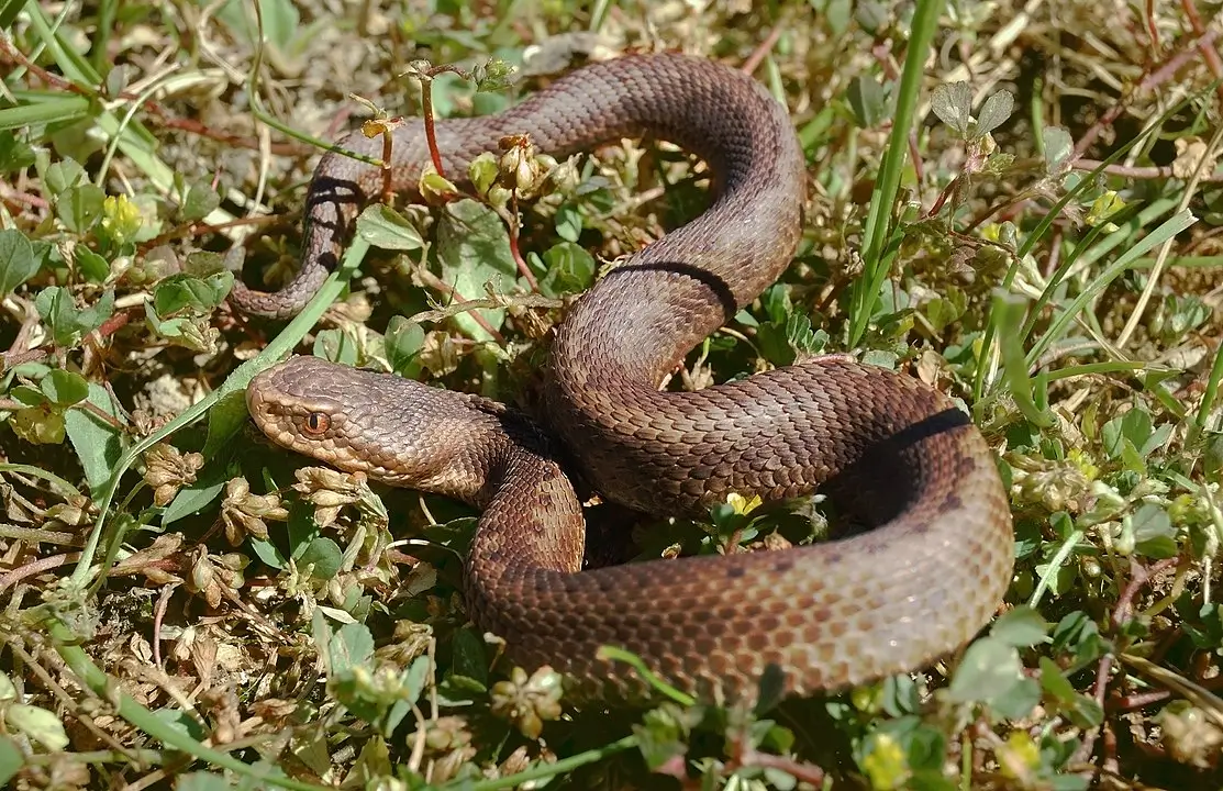 Venomous snake in the grass